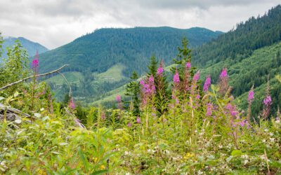 Whatcom Land Trust Announces New Land Acquisition in the Skookum Creek Watershed