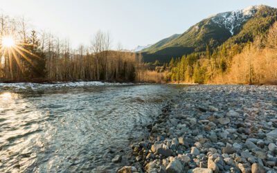 Why South Fork Chinook Recovery is at Risk