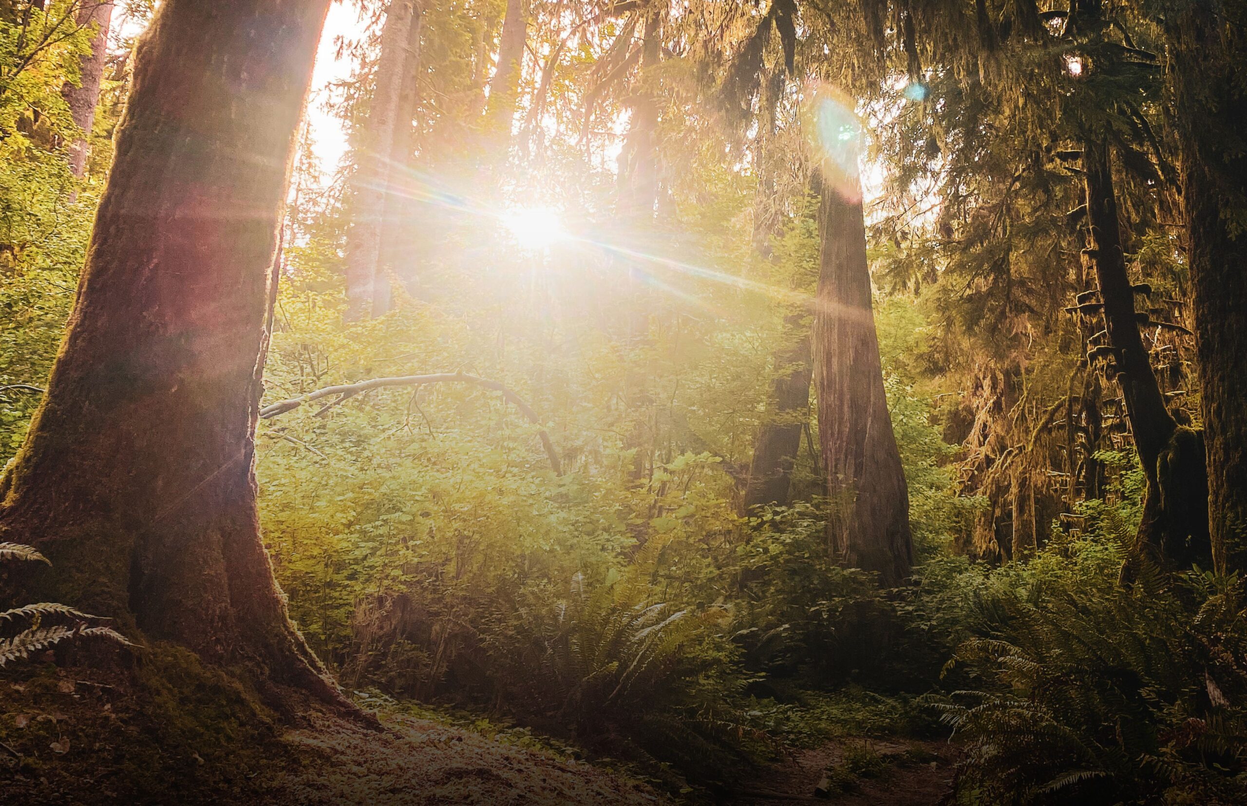 Sunlight bursting through trees on Whatcom Land Trust trail