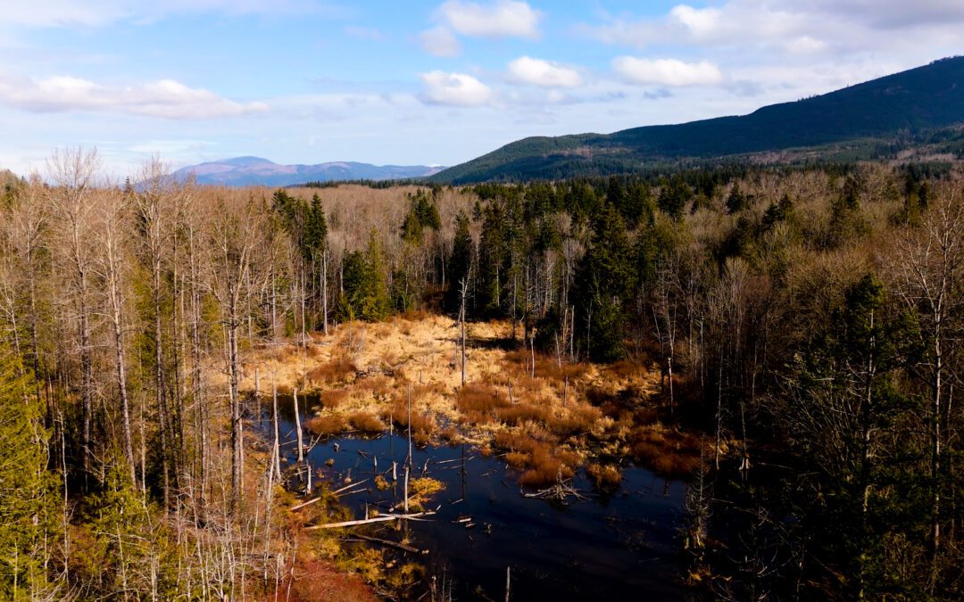 Patricia Otto’s Dream of Wild Land: 100-acre Agate Pond Preserve conserved forever