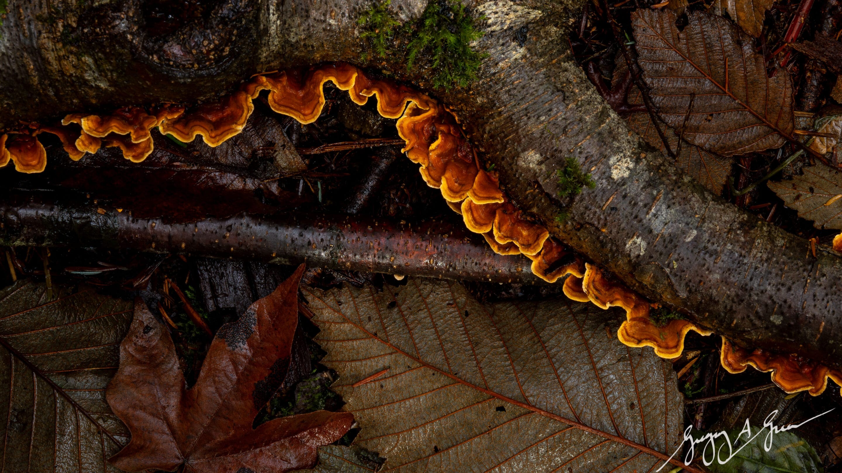 Greg-Greene-Photography-Workshop