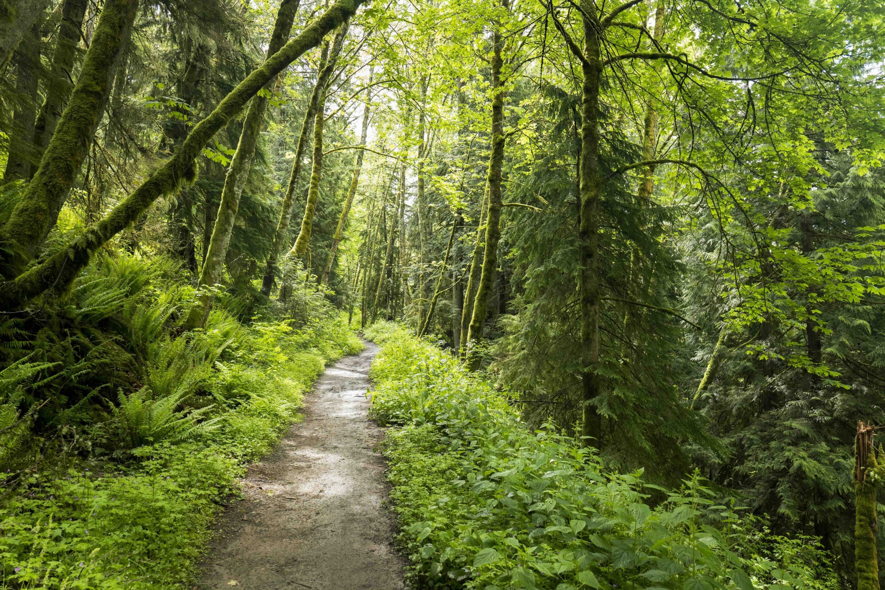 Trail in Lake Whatcom Park